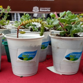 Plantas