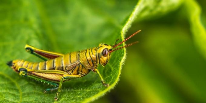 Biodiversidad grillo conexionbio