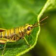 Biodiversidad grillo conexionbio