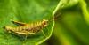 Biodiversidad grillo conexionbio